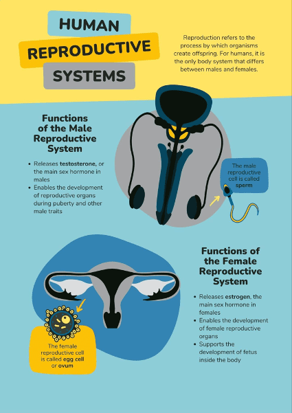 Overview of the reproductive systems