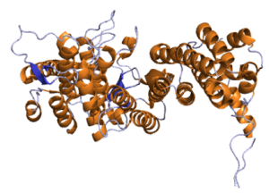 Menin protein structure